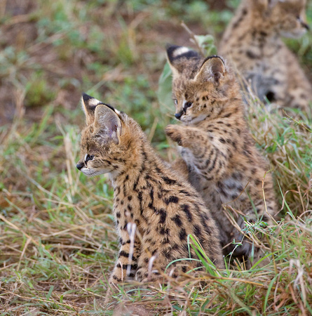 Serval Kittens