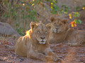 Young Male Lions
