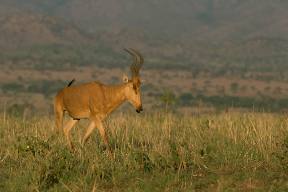 Jackon's Haartebeest