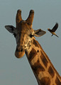 Giraffe and Oxpecker
