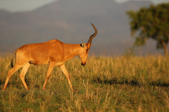 Jackson's Haartebeest