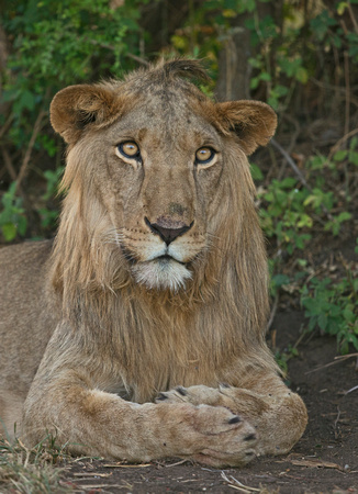 Young Male Lion