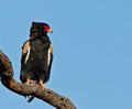 Bateleur