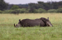 Khama Rhino Sanctuary Winter 2008