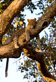 Female Leopard in Tree