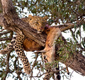 Leopard and Prey