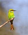Swallow-Tailed Bee-eater